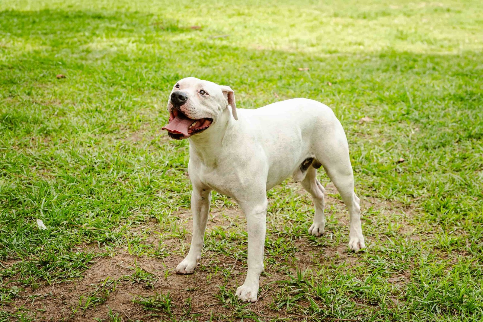 Dogo Guatemalteco, el único moloso de Centroamérica